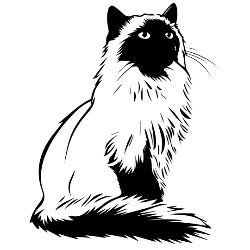 Oriental cat - Frankie