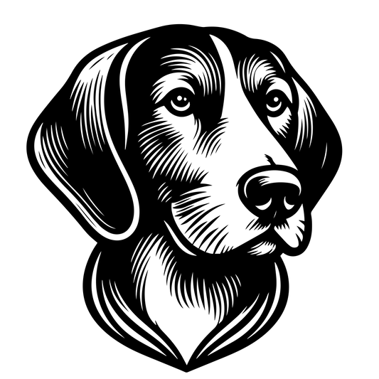 Anglický foxhound