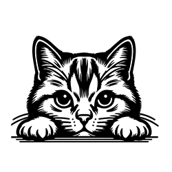 European Shorthair cat