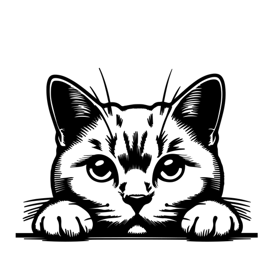 Evropská krátkosrstá kočka