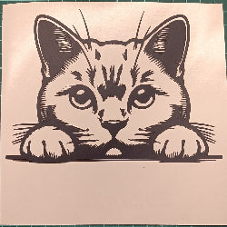 European Shorthair cat