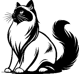 Oriental cat - Frankie