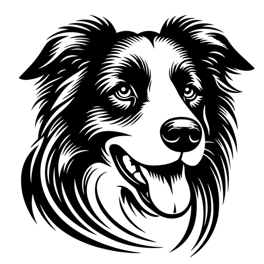 Border kolie