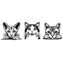 Cat trio: Frankie, Oliver and Dixie