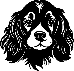 Cavalier King Charles španěl – královská rozkošnost na každém povrchu