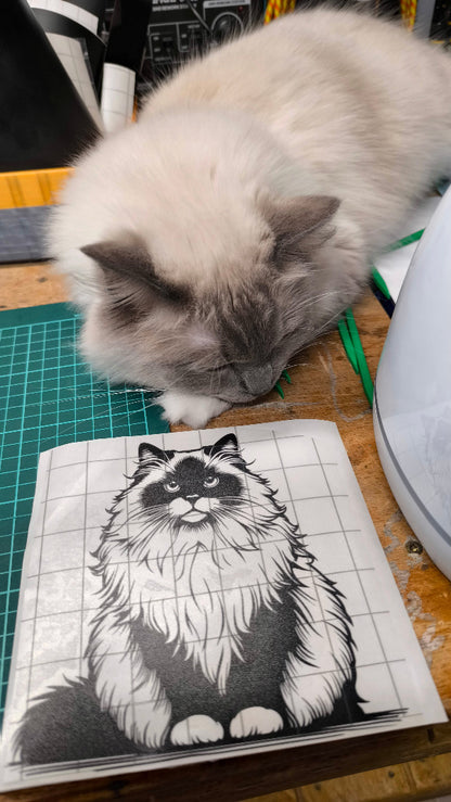 Oriental cat - Frankie