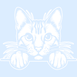 Bengal cat