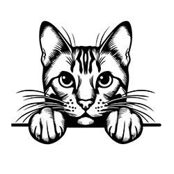 Bengal cat