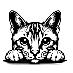 Bengal cat - Dixie