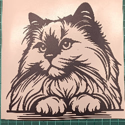 Ragdoll 1