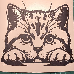 British Shorthair cat