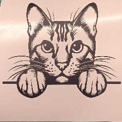 Bengal cat