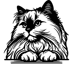 Ragdoll 1